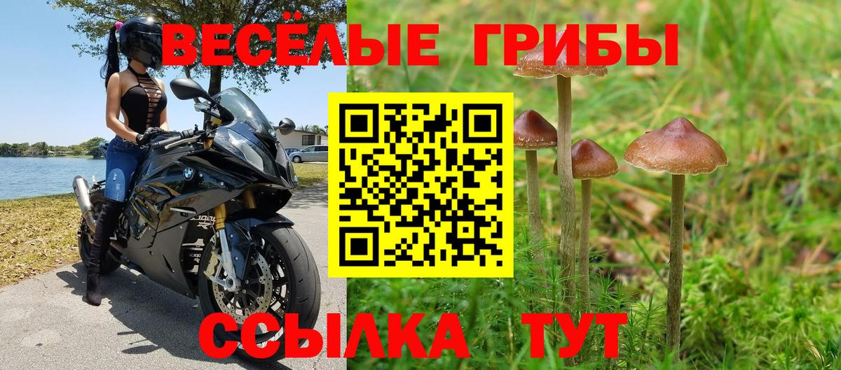 Псилоцибиновые грибы Psilocybine cubensis Краснознаменск